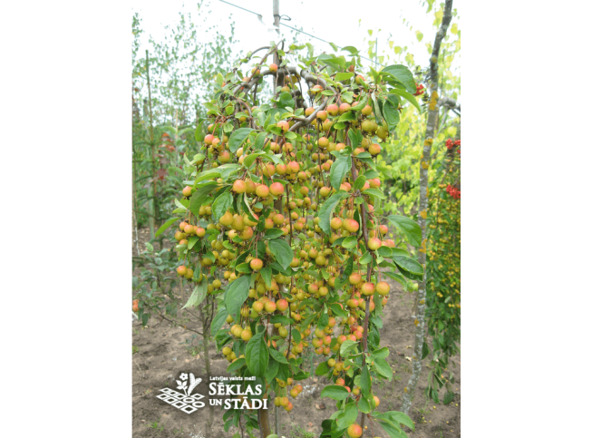 Malus × scheideckeri   'Pendula'